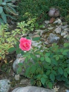 ruzicka